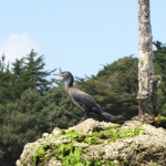 oiseaux-quiberon-morbihan-bretagne-cormorans-huppes-7