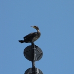 oiseaux-quiberon-morbihan-bretagne-cormorans-huppes-8