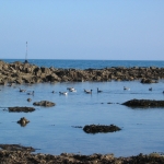 bernaches-oiseaux-quiberon-morbihan-bretagne