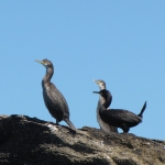 cormorans-quiberon