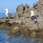 oiseaux-quiberon-morbihan-bretagne-goelands-marins