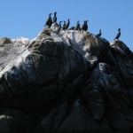 oiseaux-quiberon-morbihan-bretagne-cormorans-huppes
