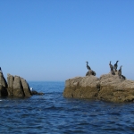 oiseaux-quiberon-morbihan-bretagne-cormorans-huppes-1