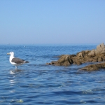 oiseaux-quiberon-morbihan-bretagne-goeland-les-pieds-dans-l'eau