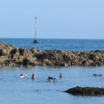 pano-bernaches-oiseaux-quiberon-morbihan-bretagne