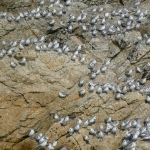 Becasseaux-sanderling-kayak-bretagne-morbihan-quiberon-sillages1