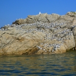 Becasseaux-sanderling-kayak-bretagne-morbihan-quiberon-sillages