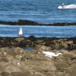 aigrette-goeland-morbihan-bretagne-2