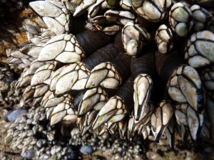 First experience sea-food-kayak-family-quiberon-morbihan-brittany-canoe-nature-cote-sauvage