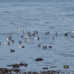 bernaches bretagne morbihan quiberon sillages