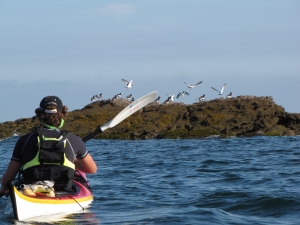 experience-huitriers-pie-sillages-kayak-mer-bretagne-morbihan-quiberon-carnac-trinite