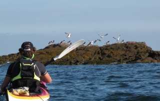 sillages-kayak-mer-bretagne-morbihan-quiberon-carnac