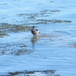 sillages-kayak-sup-quiberon-oiseaux-quiberon-morbihan-bretagne