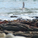 sillages-kayak-sup-quiberon-oiseaux-quiberon-morbihan-bretagne