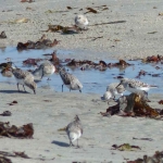 sillages-kayak-sup-quiberon-oiseaux-quiberon-morbihan-bretagne