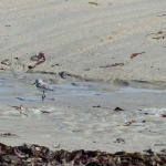 sillages-kayak-sup-quiberon-oiseaux-quiberon-morbihan-bretagne