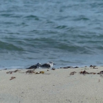 sillages-kayak-sup-quiberon-oiseaux-quiberon-morbihan-bretagne