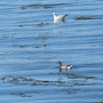 sillages-kayak-sup-quiberon-oiseaux-quiberon-morbihan-bretagne