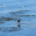 sillages-kayak-sup-quiberon-oiseaux-quiberon-morbihan-bretagne