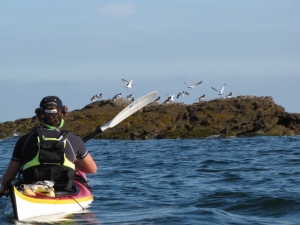 Balades-Kayak-famille-quiberon-morbihan-bretagne-canoe-nature-huitrier-pies